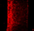 Visualization of the Cation Migration in Ionic Polymer-Metal Composite Under an Electric Field