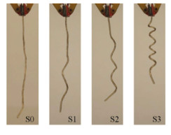 Theoretical and Experimental Investigation of Shape Memory Properties of Ionic Polymer-Metal Composite