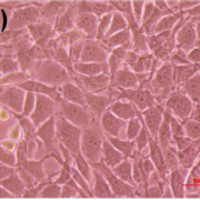 Mechanical properties and cytotoxicity of PLA/PCL films