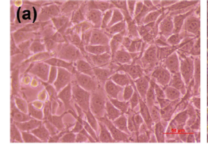 Mechanical properties and cytotoxicity of PLA/PCL films