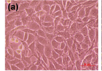 Mechanical properties and cytotoxicity of PLA/PCL films