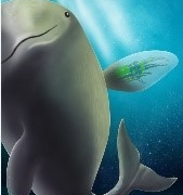 A soft-robotic Harbor Porpoise pectoral fin driven by coiled polymer actuators as artificial muscles