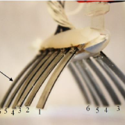 Basic design of a biomimetic underwater soft robot with switchable swimming modes and programmable artificial muscles